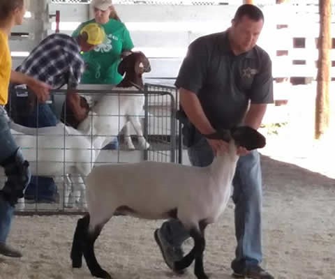 Deputy Anders in the celebrity round robin showing sheep at the Clay County Fair
